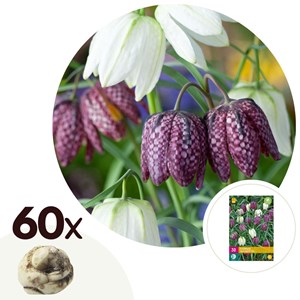 Fritillaria meleagris mix - x60