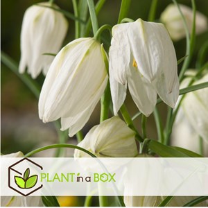 Fritillaria meleagris mix - x60