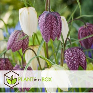 Fritillaria meleagris mix - x60