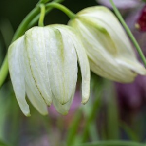 Fritillaria meleagris mix - x60