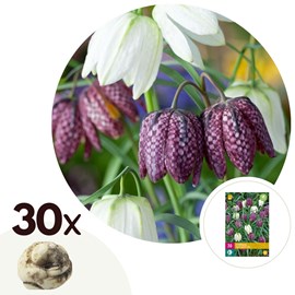 Fritillaria meleagris mix - 30