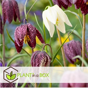 Fritillaria meleagris mix - 30
