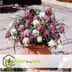 Fritillaria meleagris mix - 30