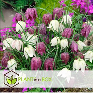 Fritillaria meleagris mix - 30