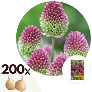 Bulbes d'allium 'sphaerocephalon' - lot