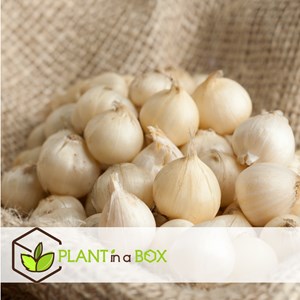 Bulbes dallium sphaerocephalon - 200