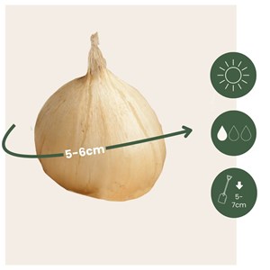 Bulbes dallium sphaerocephalon - 200