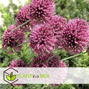 Bulbes dallium sphaerocephalon - 200