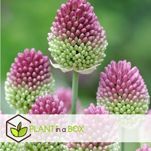 Bulbes dallium sphaerocephalon - 100