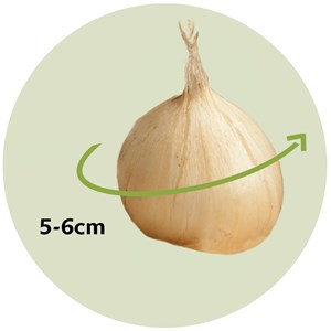 Bulbes dallium sphaerocephalon - 100