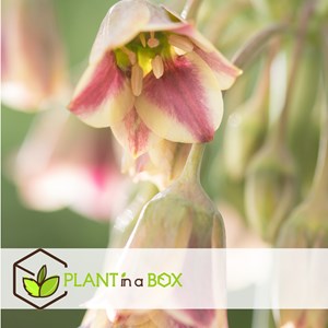 Bulbes dallium nectaroscordum - 30