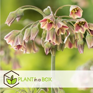 Bulbes dallium nectaroscordum - 30