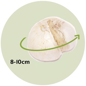 Bulbes dallium nectaroscordum - 30