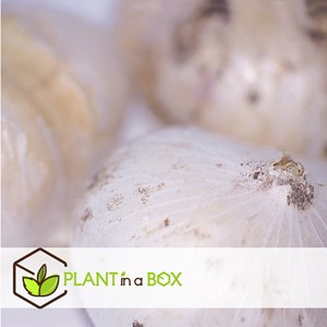 Bulbes dallium nectaroscordum - 30