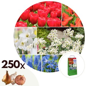 Bulbes de hollande - 250