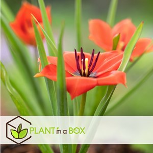 Bulbes de hollande - 250