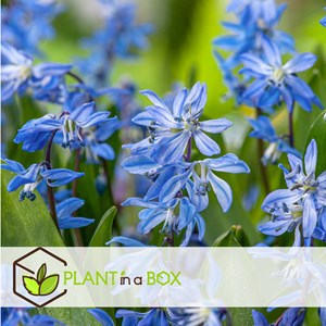 Bulbes de hollande - 250