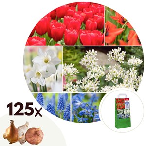 Bulbes de hollande - 125