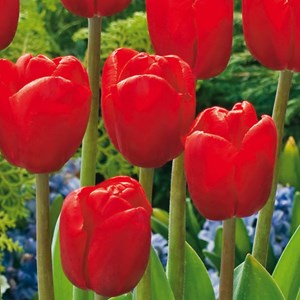 Bulbes de hollande - 125