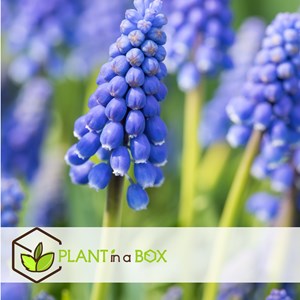 Bulbes de hollande - 125