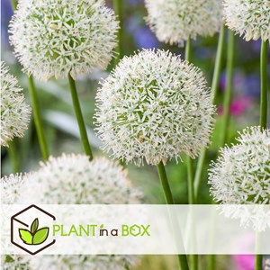 Bulbes dallium mount everest - 6