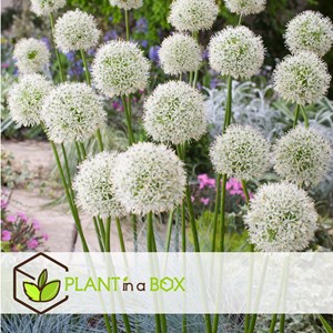 Bulbes dallium mount everest - 6