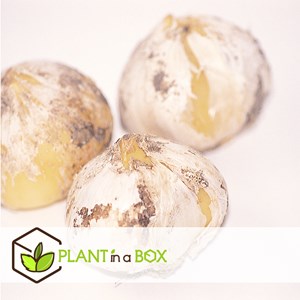 Bulbes dallium mount everest - 3