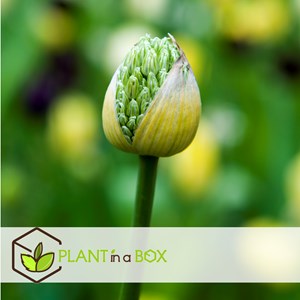 Bulbes dallium mount everest - 3