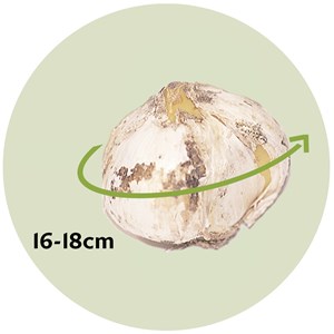 Bulbes dallium mount everest - 3