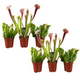 Sarracenia 'trumpet pitchers' - mélange