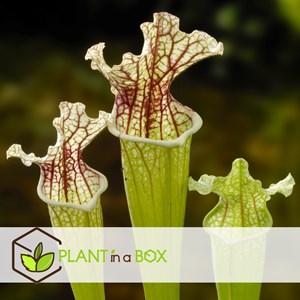Sarracenia trumpet pitchers - 6