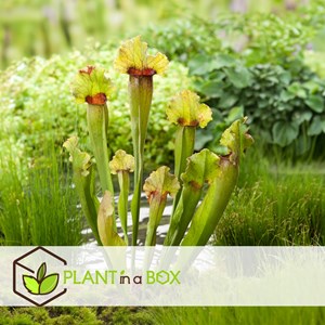 Sarracenia trumpet pitchers - 6