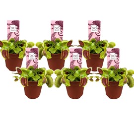 Dionaea 'venus flytrap' - lot de 6