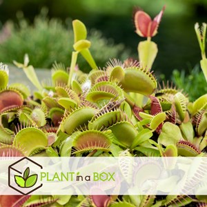 Dionaea venus flytrap - 6