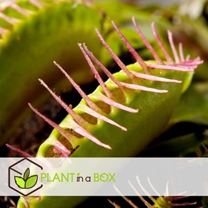 Dionaea venus flytrap - 6