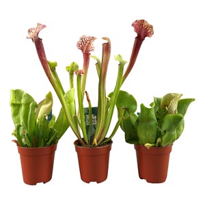 Sarracenia 'trumpet pitchers' - mélange