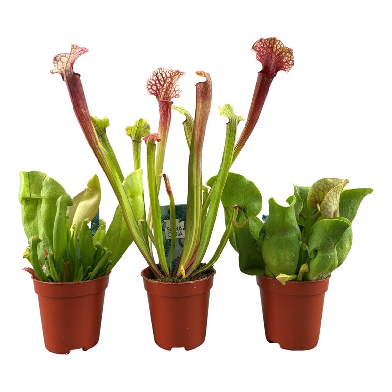 Sarracenia trumpet pitchers - 3