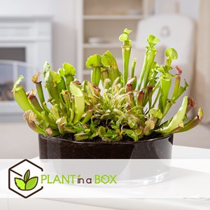 Sarracenia trumpet pitchers - 3