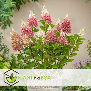 Hydrangea paniculata pink lady - 3