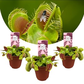 Dionaea venus flytrap - 3