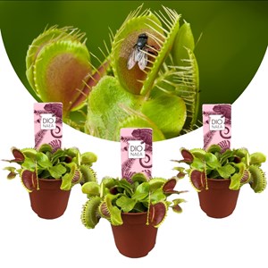 Dionaea venus flytrap - 3