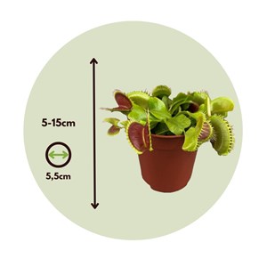Dionaea venus flytrap - 3