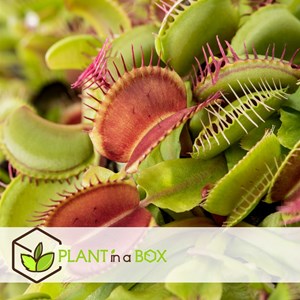 Dionaea venus flytrap - 3