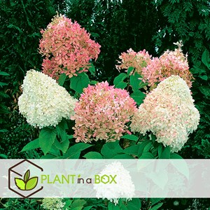 Hydrangea paniculata phantom - 3