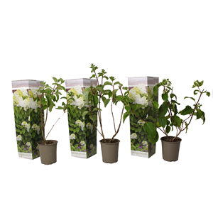 Hydrangea paniculata silver dollar - 3