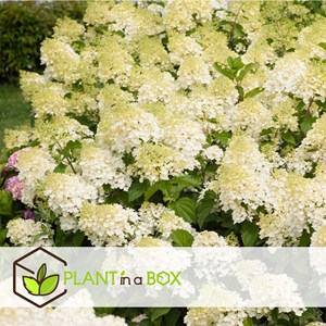 Hydrangea paniculata silver dollar - 3