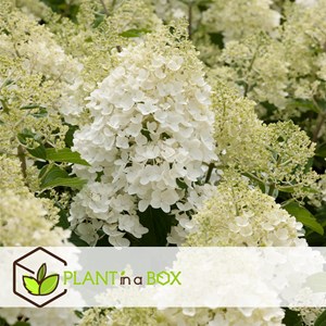 Hydrangea paniculata silver dollar - 3