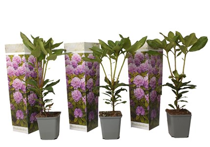 Rhododendron catawbiense purple - 3