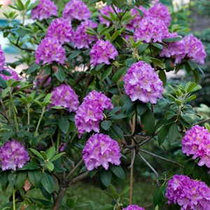 Rhododendron catawbiense purple - 3
