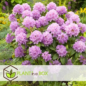 Rhododendron catawbiense purple - 3